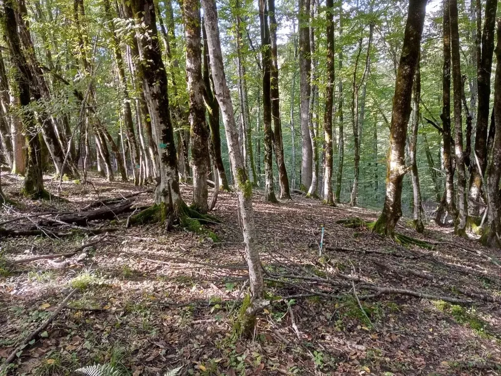 Участок в Краснодарский край, Сочи городской округ, с. Калиновое Озеро ... - Фото 1