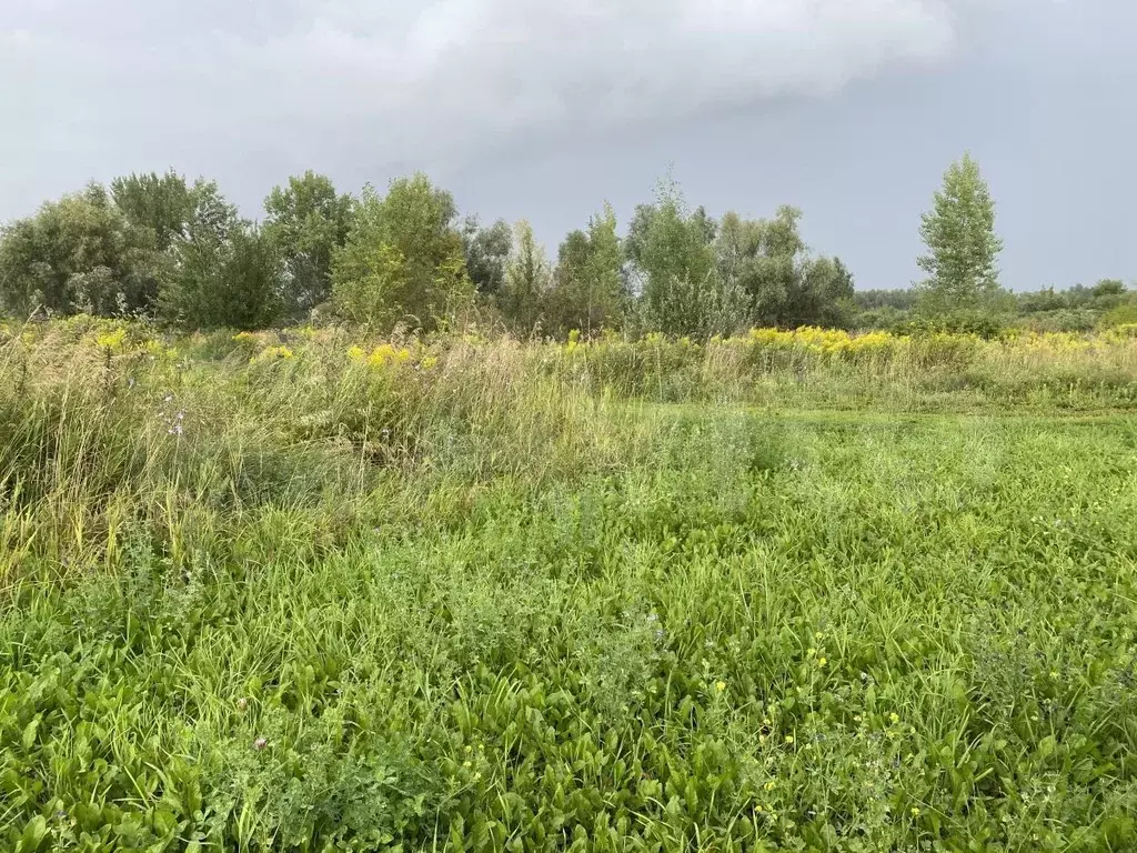 Купить Земельный Участок В Богородске Нижегородской Области