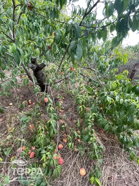 Дом в Крым, Сакский район, Суворовское с/пос, Днепр СПК ул. ... - Фото 2