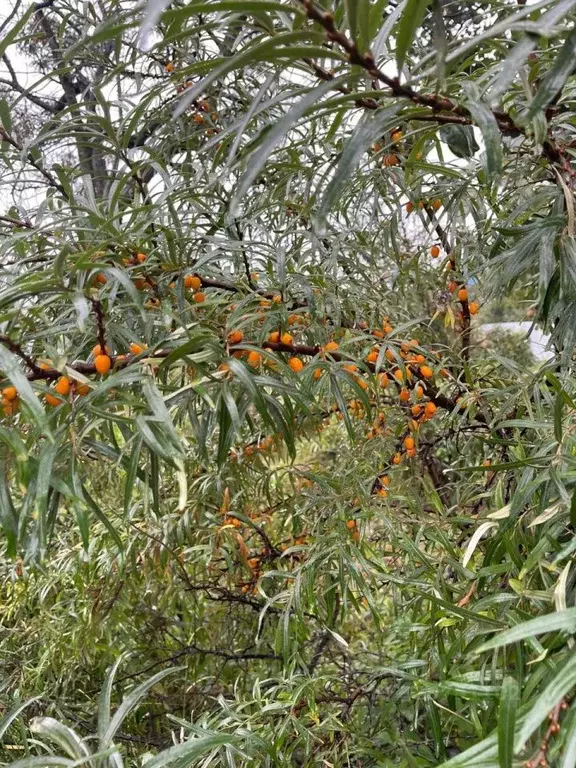 Участок в Свердловская область, Екатеринбург Родничок-5 СНТ, ул. ... - Фото 2