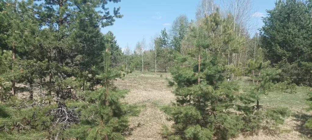 Участок в Московская область, Шатура муниципальный округ, д. Пожога  ... - Фото 1