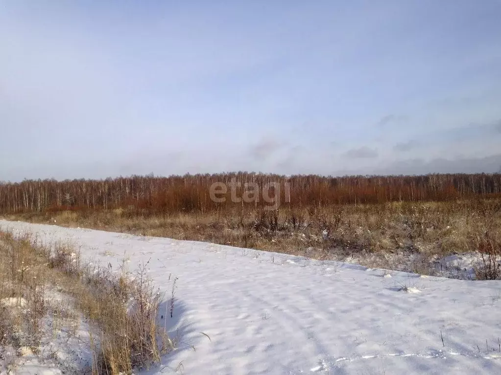 Участок в Амурская область, Константиновский район, с. Новотроицкое  ... - Фото 1