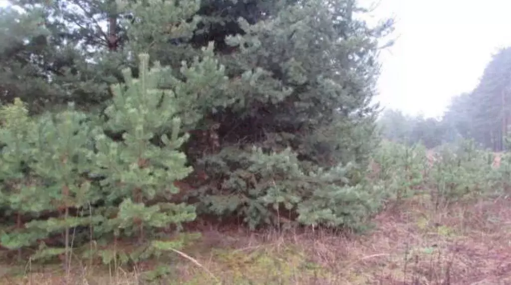 Участок в Московская область, Коломна городской округ, с. Пирочи  ... - Фото 1