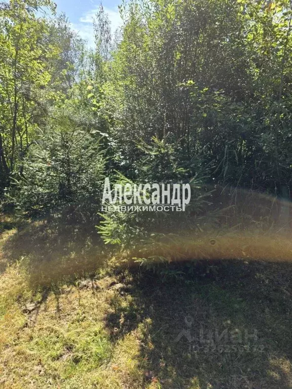 Участок в Ленинградская область, Волховский район, Потанинское с/пос, ... - Фото 2