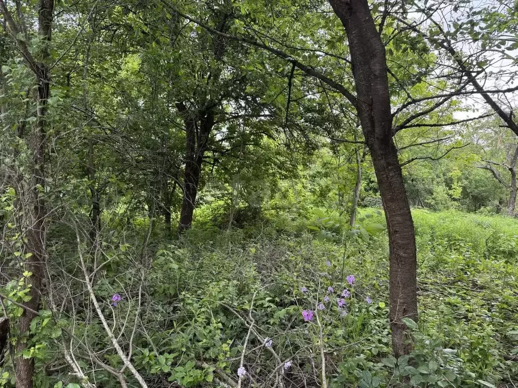 Участок в Брянская область, Брянск Юпитер садовое общество,  (3.86 ... - Фото 1