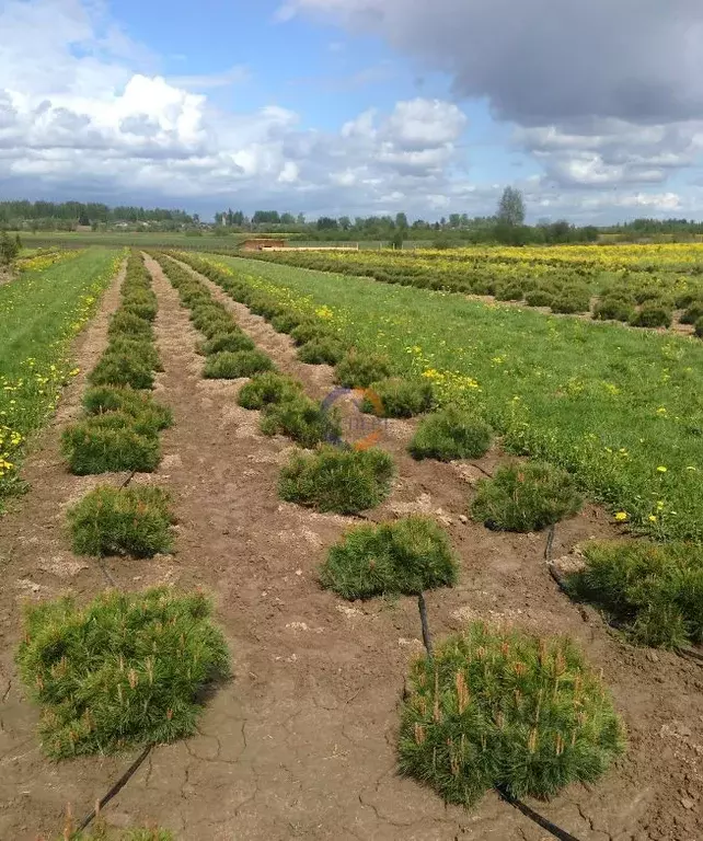 Участок в Новгородская область, Солецкий муниципальный округ, д. ... - Фото 2