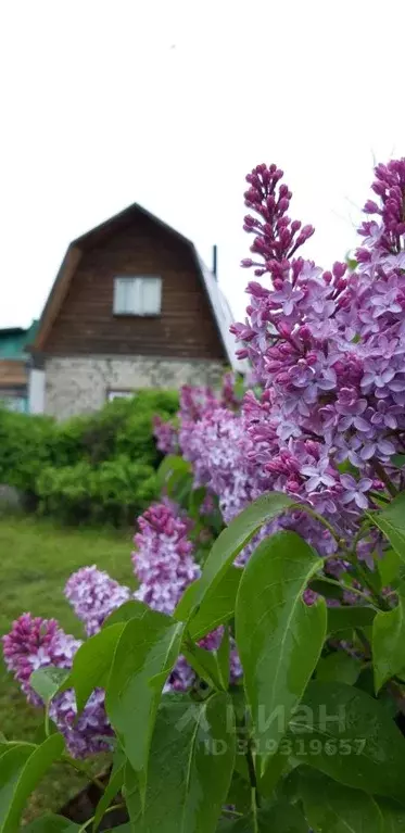 Дом в Алтайский край, Первомайский район, Дружба СНТ  (30 м) - Фото 0