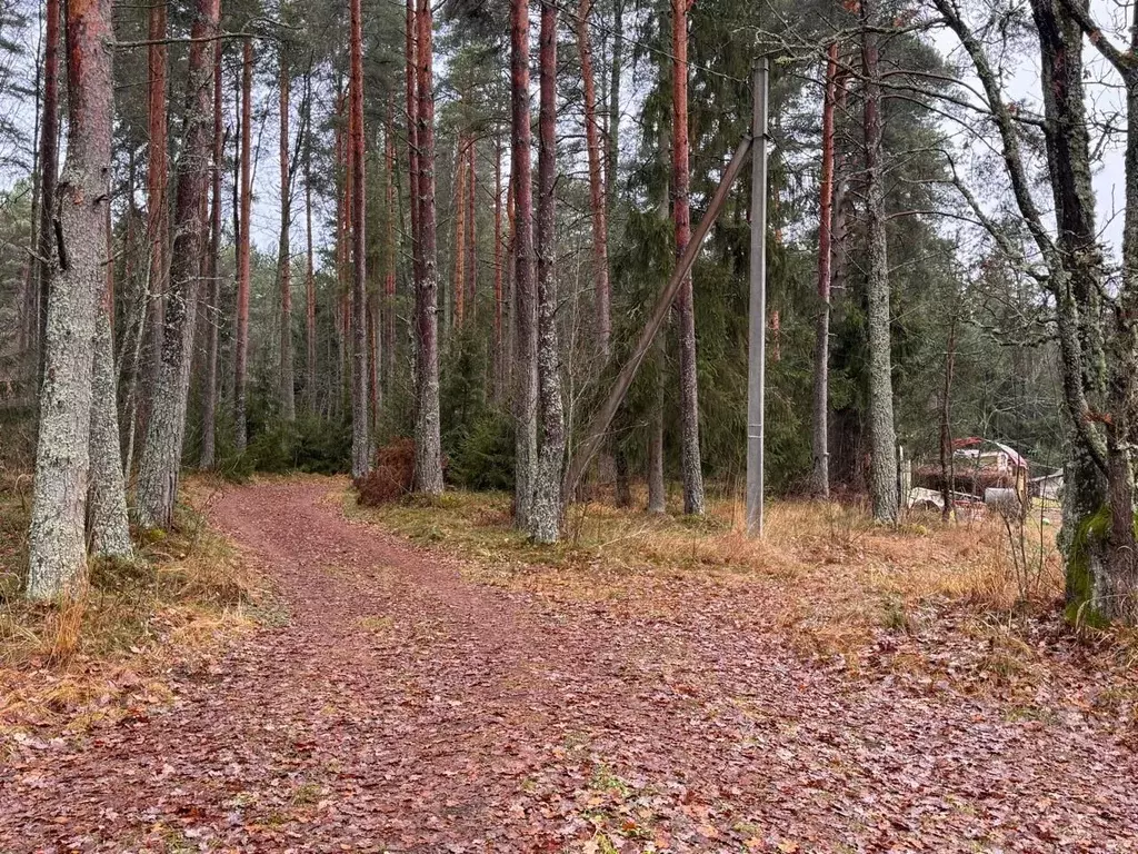 Участок в Ленинградская область, Ломоносовский район, Копорское с/пос, ... - Фото 2