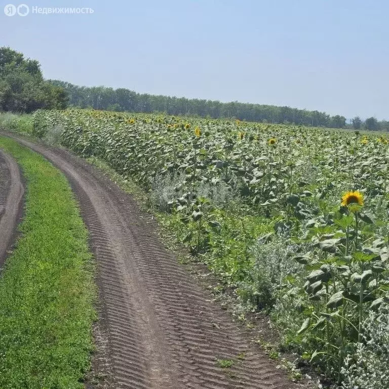 Участок в Воронеж, Лазурная улица (2250 м) - Фото 0