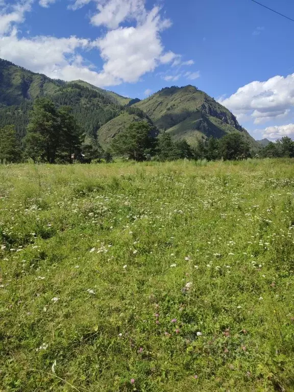 Участок в Алтай, Чемальский район, с. Куюс Центральная ул. (12.0 сот.) - Фото 1