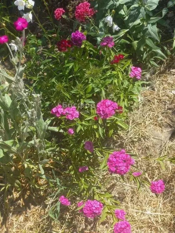 Участок в Крым, Феодосия муниципальный округ, с. Южное ул. ... - Фото 1