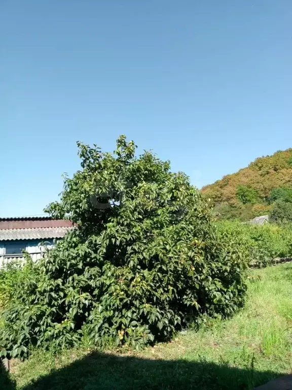 Участок в Краснодарский край, Геленджик городской округ, с. Пшада  ... - Фото 1