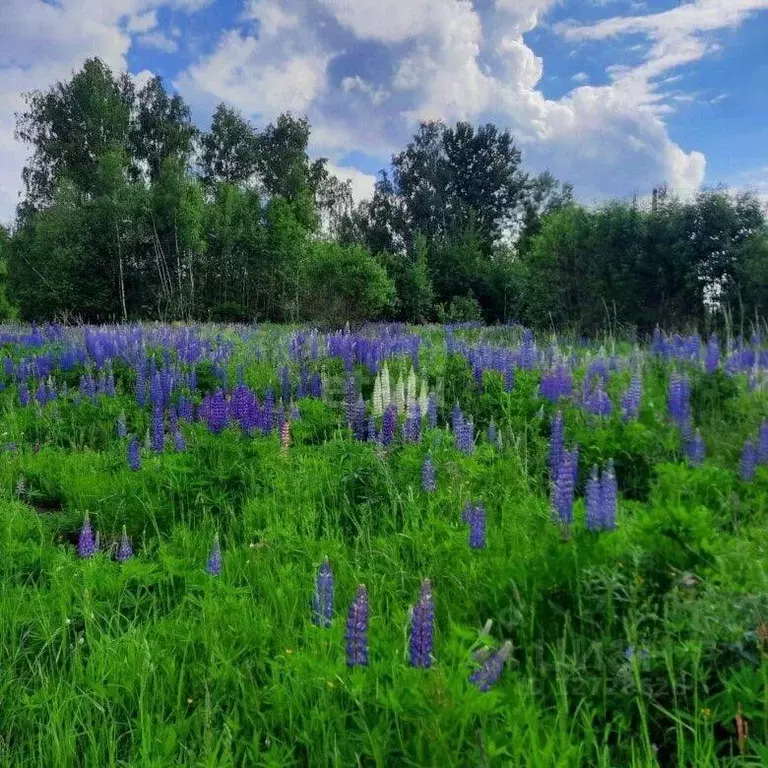 Участок в Калужская область, Село Бабынино с/пос, с. Антопьево ул. ... - Фото 1