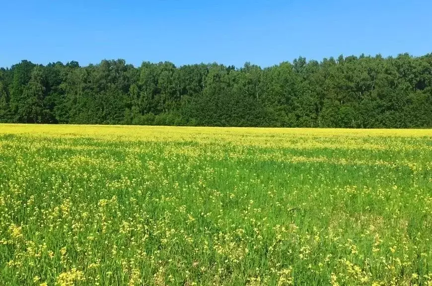 Участок в Московская область, Богородский городской округ, д. Следово ... - Фото 1