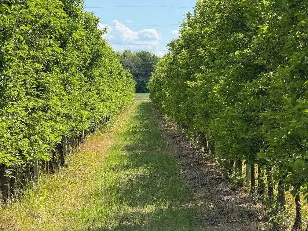 Участок в Ростовская область, Багаевская ст-ца пер. Воровского (4.7 ... - Фото 1