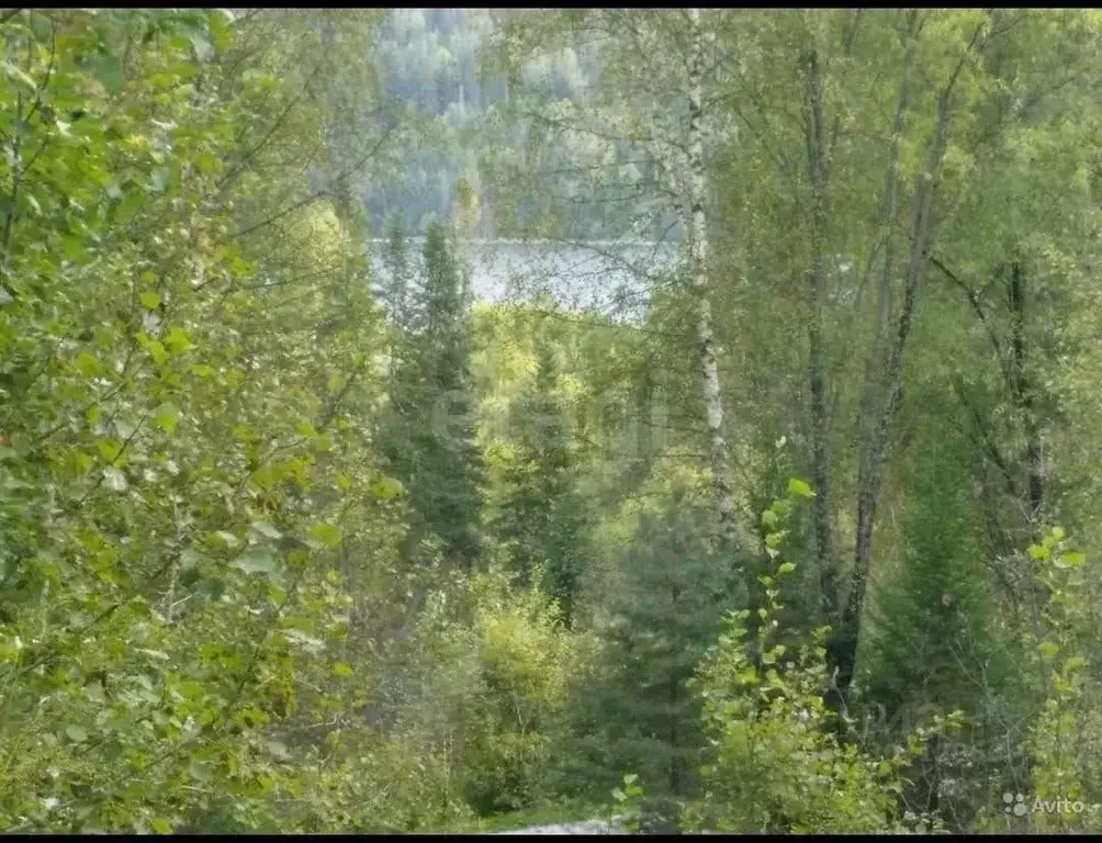 Участок в Алтай, Турочакский район, с. Артыбаш Телецкая ул. (23.6 ... - Фото 1