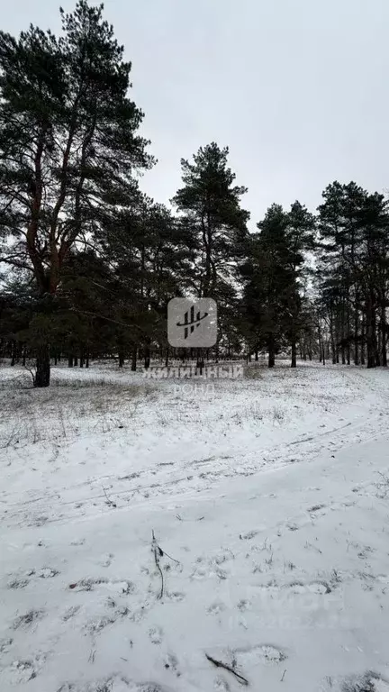 Участок в Саратовская область, Энгельсский район, Красноярское ... - Фото 2