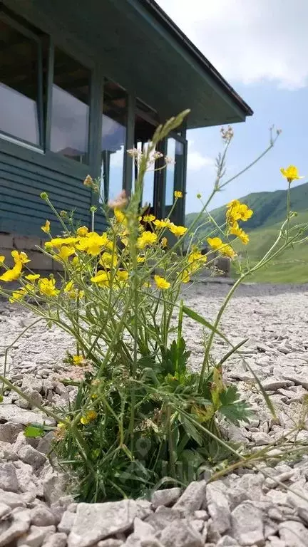 Дом в Дагестан, Ботлихский сельсовет, с. Ботлих  (42 м) - Фото 1