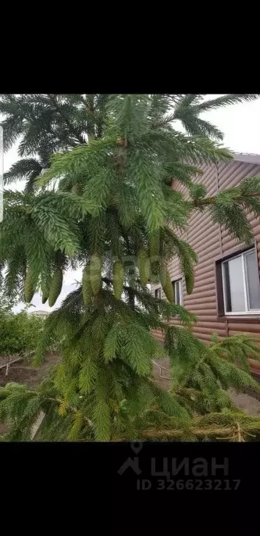 Дом в Курганская область, Кетовский муниципальный округ, с. Менщиково ... - Фото 1