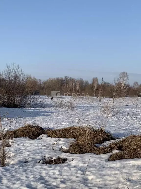 Участок в Новосибирская область, Новосибирский район, Кубовинский ... - Фото 1