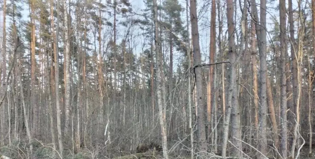 Участок, 10 сот., сельхоз (снт или днп) - Фото 1