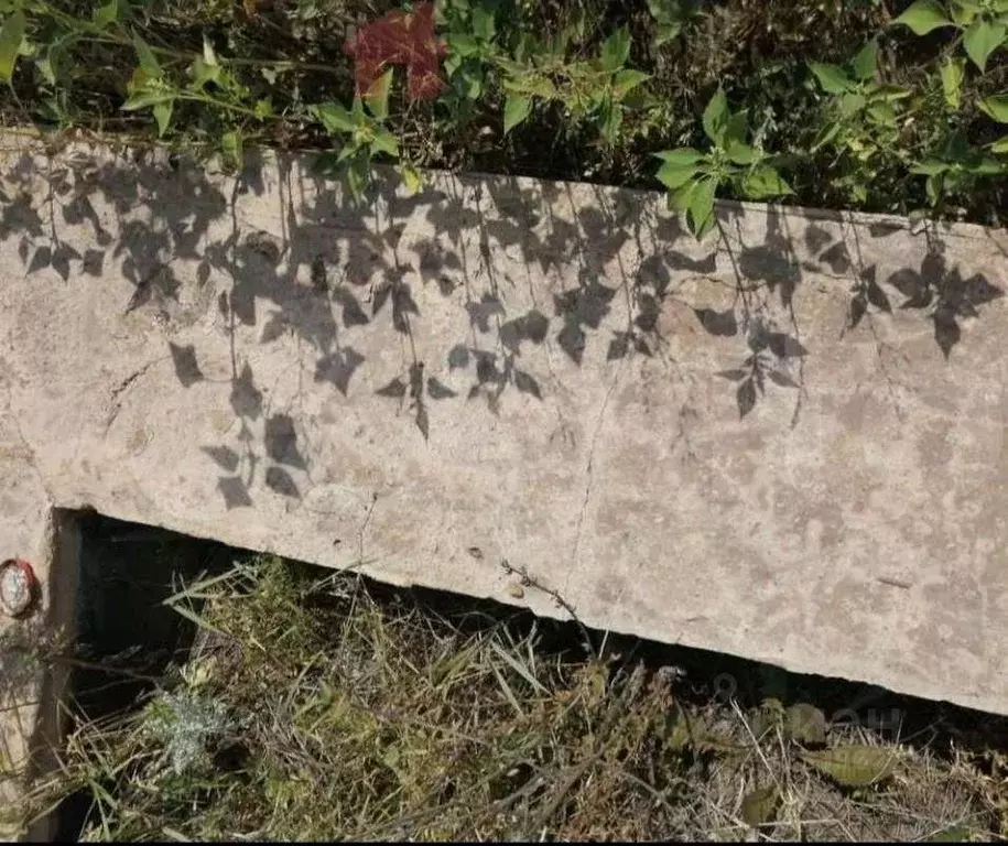 Участок в Оренбургская область, Бузулукский район, Палимовский ... - Фото 2