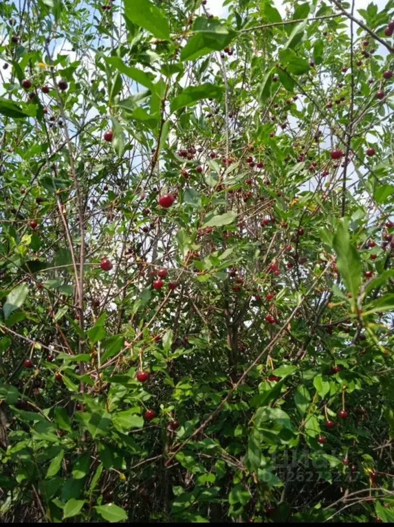 Участок в Свердловская область, Каменский муниципальный округ, ... - Фото 1