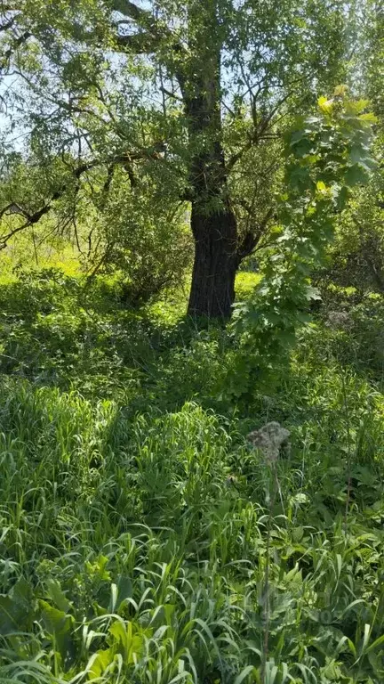Участок в Московская область, Одинцовский городской округ, с. ... - Фото 0