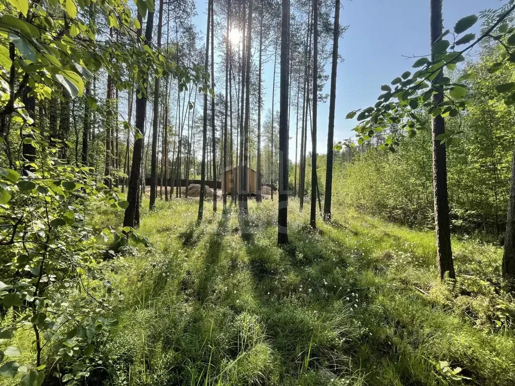 Участок в Ленинградская область, Всеволожский район, Куйвозовское ... - Фото 1