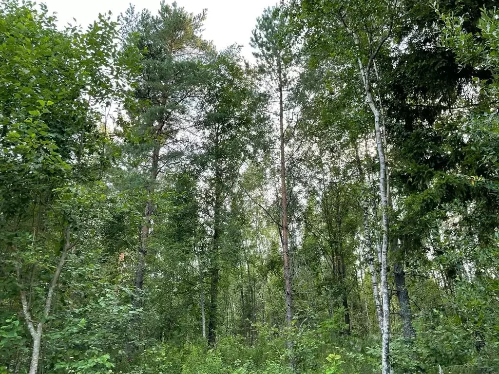 Участок в Новгородская область, Валдайский район, Костковское с/пос, ... - Фото 2