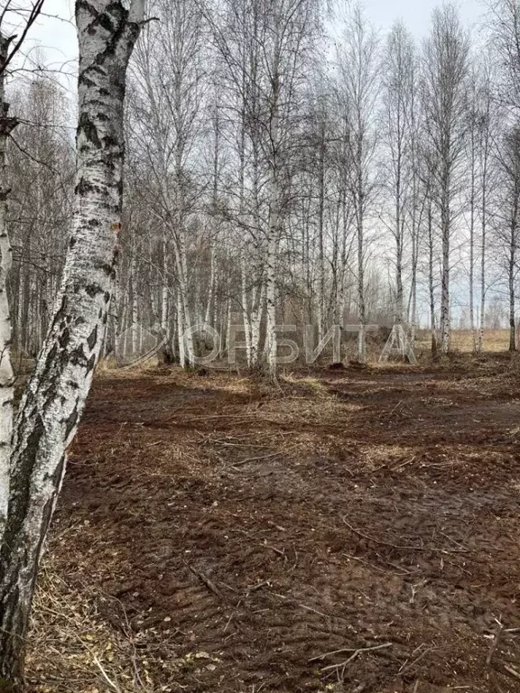 Участок в Тюменская область, Тюменский муниципальный округ, с. Борки  ... - Фото 1