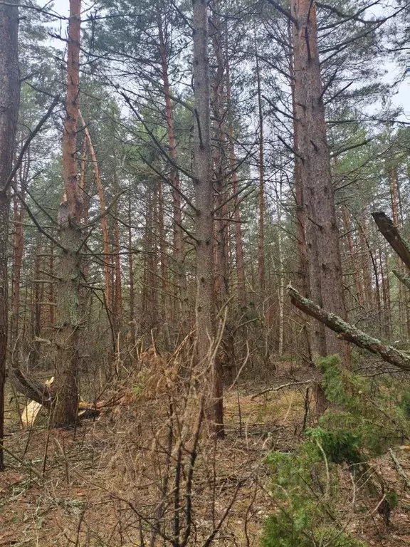 Участок в Московская область, Шатура муниципальный округ, д. ... - Фото 1