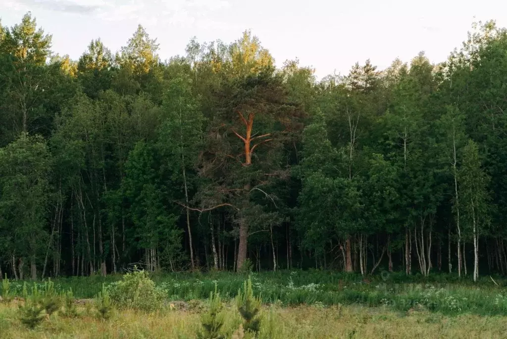 Участок в Ленинградская область, Всеволожский район, Лесколовское ... - Фото 2
