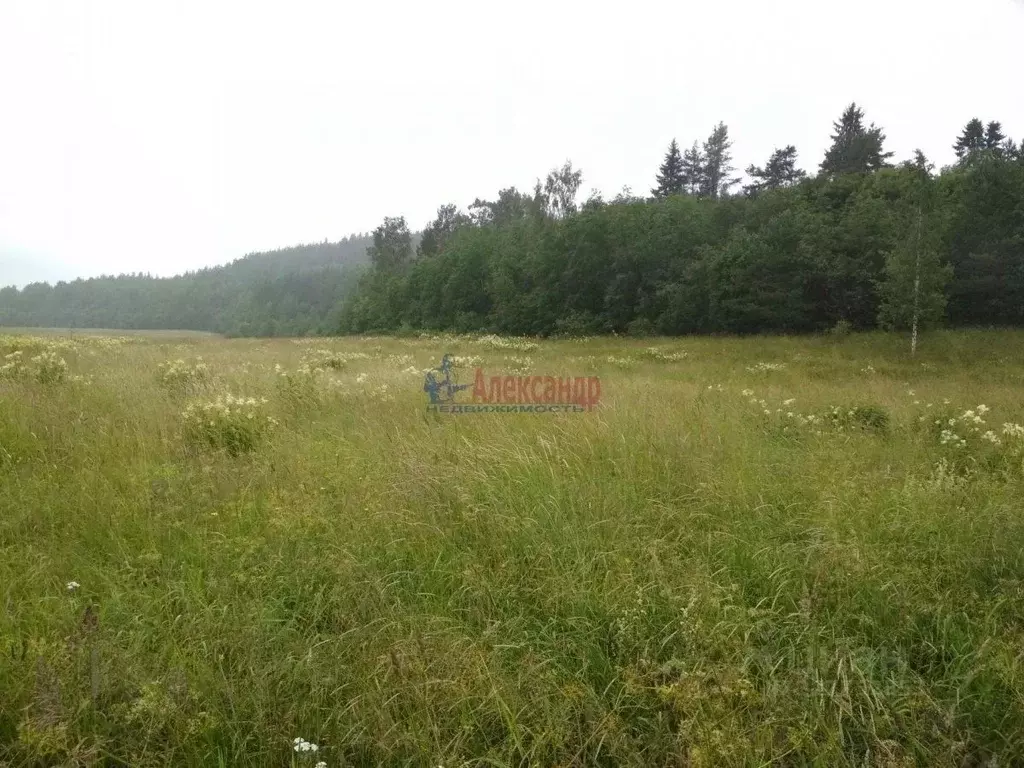Участок в Карелия, Лахденпохский муниципальный округ, пос. Микли  ... - Фото 2