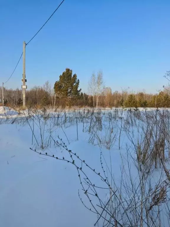 Участок в Новосибирская область, Новосибирский район, Кудряшовский ... - Фото 1