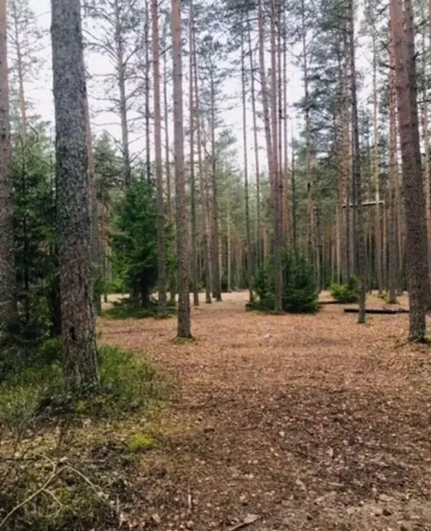 Участок в Санкт-Петербург пос. Солнечное,  (15.0 сот.) - Фото 1