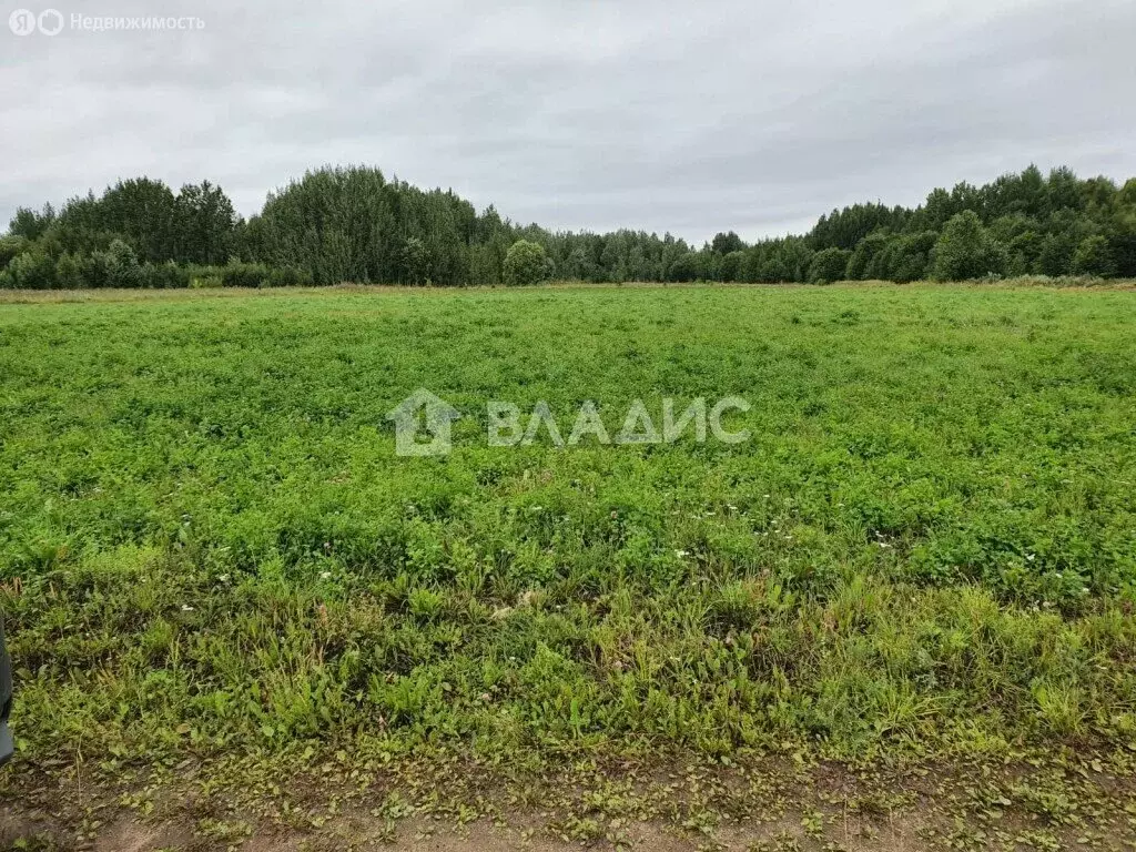Участок в Вологодская область, Шекснинский муниципальный округ, ... - Фото 0