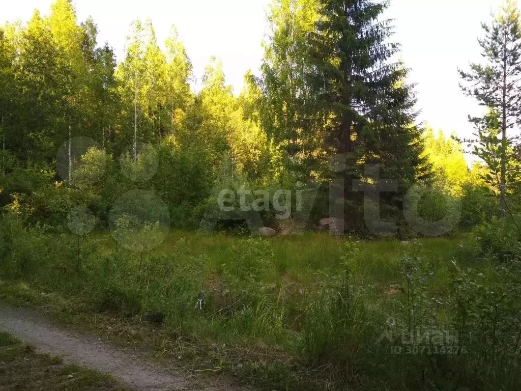 Участок в Карелия, Пряжинский район, Чалнинское с/пос, Коммунальник ... - Фото 0