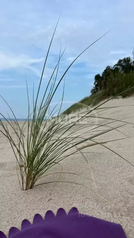 Участок в Калининградская область, Зеленоградский муниципальный округ, ... - Фото 1
