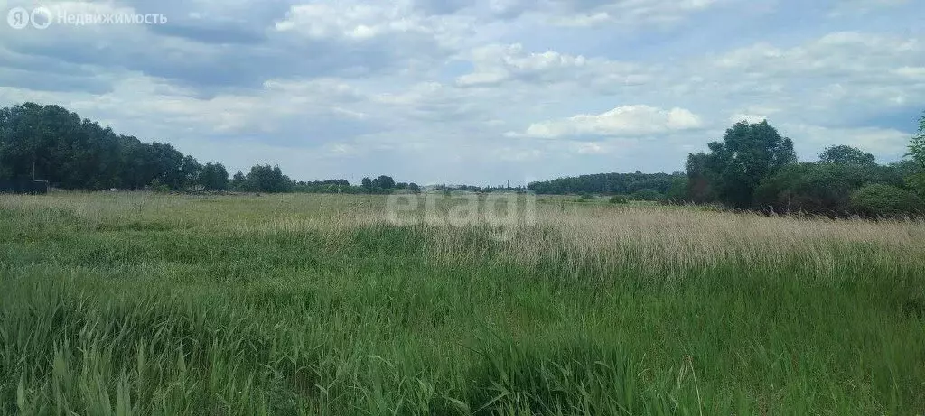 Участок в Воронежская область, село Новая Усмань (8 м) - Фото 1
