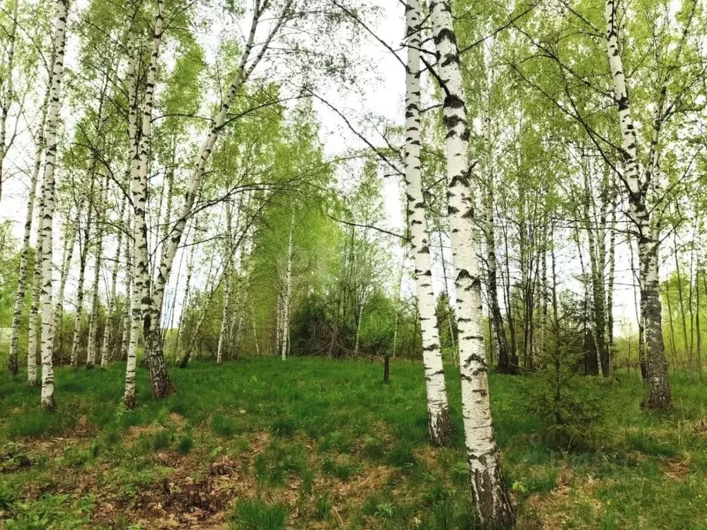 Участок в Владимирская область, Покров городской округ, д. Мячиково ... - Фото 2