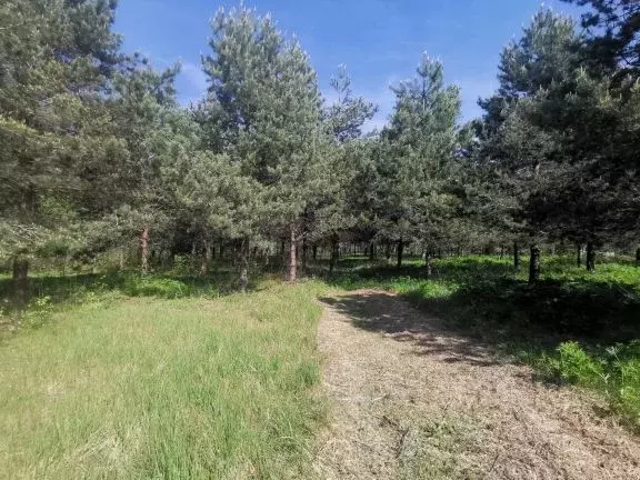 Участок в Владимирская область, Александровский муниципальный округ, ... - Фото 1