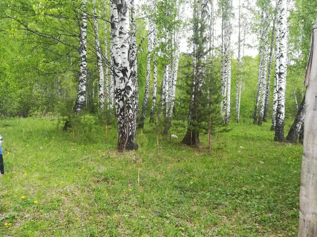 Участок в Свердловская область, Дегтярск городской округ, пос. Бережок ... - Фото 0