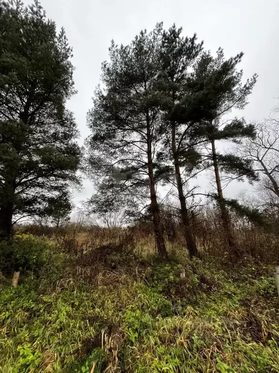 Дом в Калининградская область, Полесский муниципальный округ, пос. ... - Фото 2