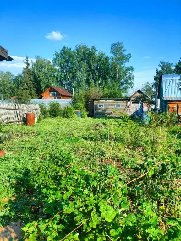 Участок в Новосибирская область, Новосибирск Золотая горка садовое ... - Фото 1