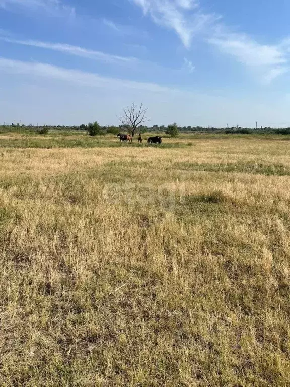 Участок в Ростовская область, Азовский район, Елизаветинское с/пос, ... - Фото 1