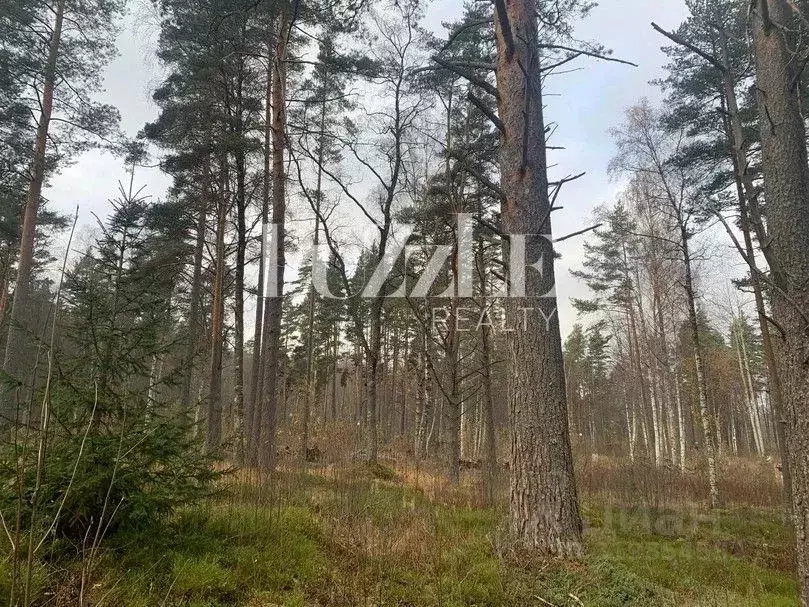 Участок в Ленинградская область, Приозерский район, Громовское с/пос, ... - Фото 1