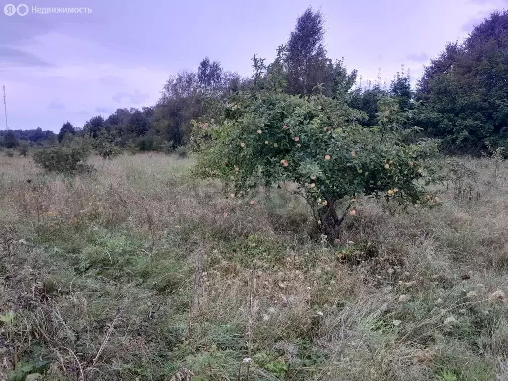 Участок в Калининградская область, Гурьевский муниципальный округ, ... - Фото 2