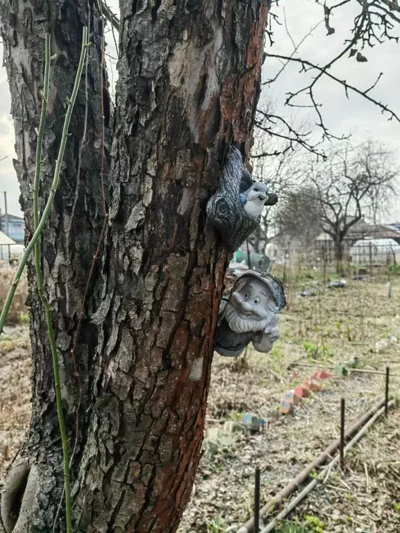 Участок в Нижегородская область, Бор Стеклозаводец СНТ,  (5.2 сот.) - Фото 0