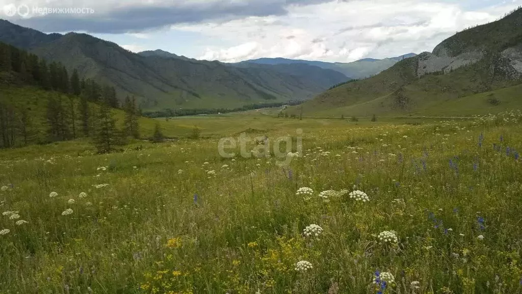 Участок в Онгудайский район, село Хабаровка (90 м) - Фото 0